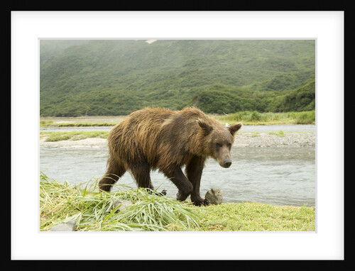 Brown bear by river by Anonymous