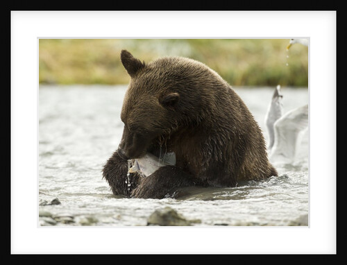 brown bear eating fish by Anonymous