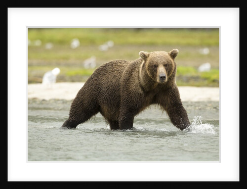brown bear in river by Anonymous
