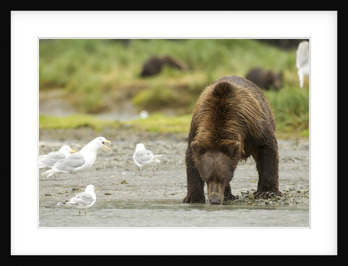 brown bear with sea gull by Anonymous