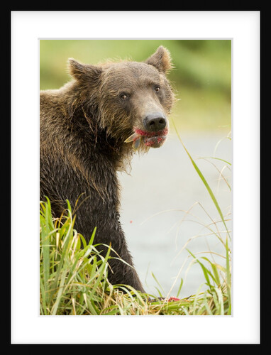brown bear in grass by Anonymous