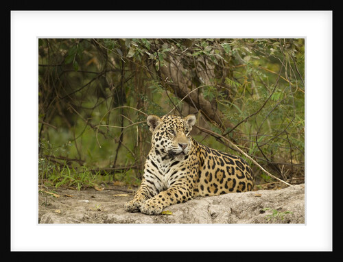 Jaguar resting by Anonymous