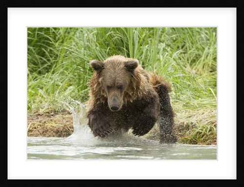 Brown bear jumping by Anonymous