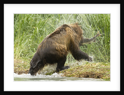 brown bear on river bank by Anonymous
