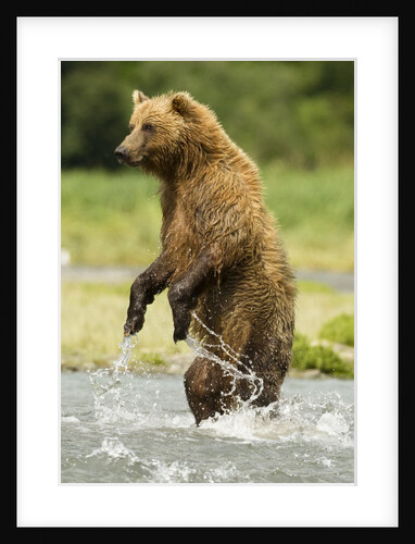brown bear standing by Anonymous