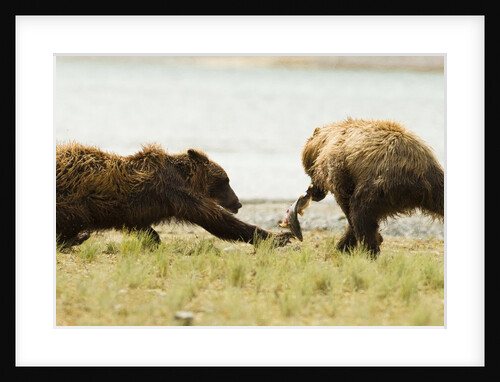 brown bears fighting over fish by Anonymous