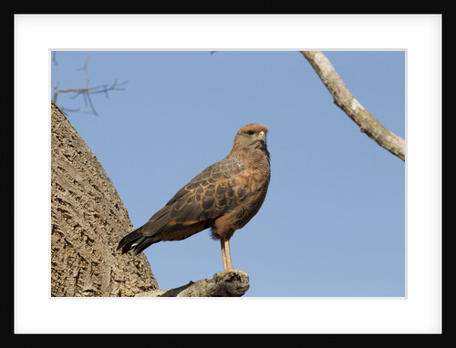 Savanna hawk perched by Anonymous