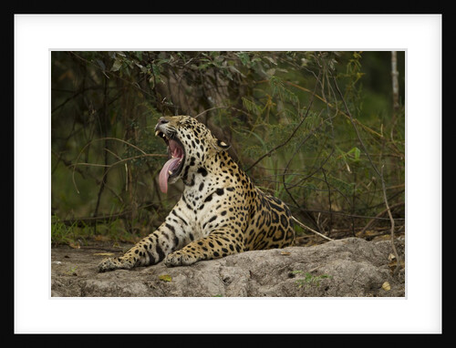 jaguar yawning by Anonymous