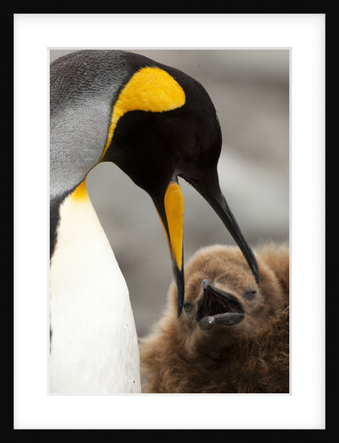 king penguin with baby by Anonymous