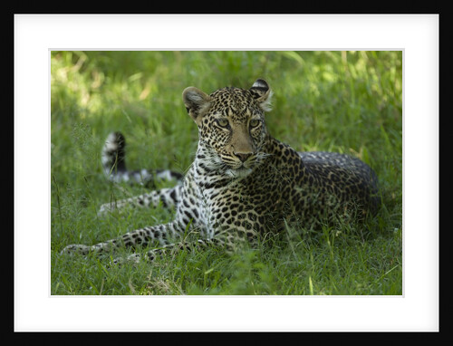 leopard in grass by Anonymous