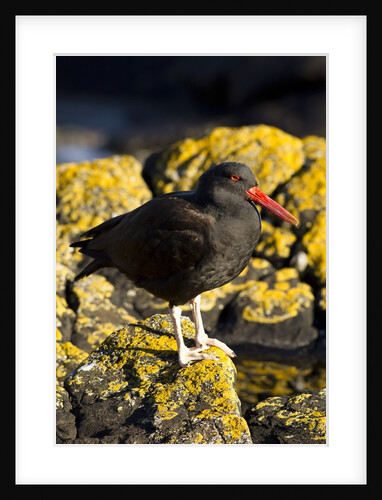 magelanic oystercatcher on rocks by Anonymous
