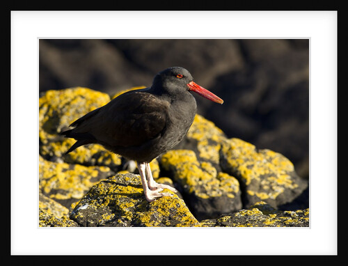 magellanic oystercatcher by Anonymous