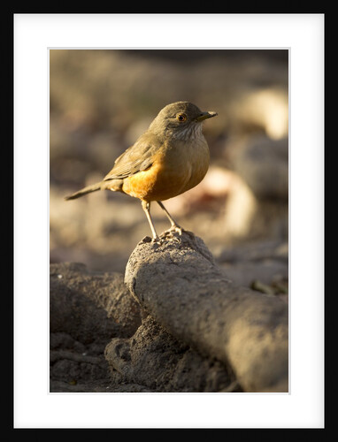 rufous-bellied thrush on rock by Anonymous