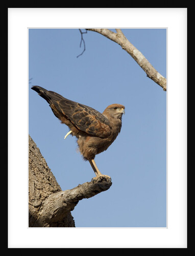 savanna hawk perched by Anonymous