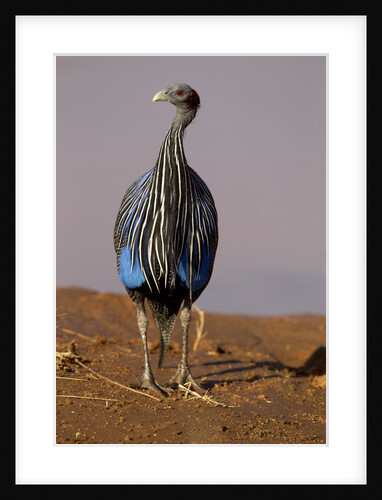 vulturine guineafowl by Anonymous