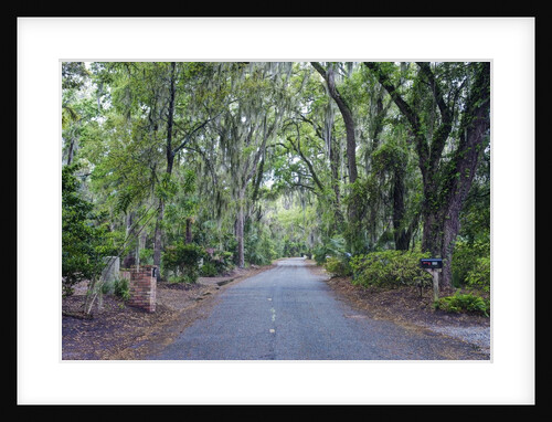 Live Oaks and Spanish Moss by Anonymous