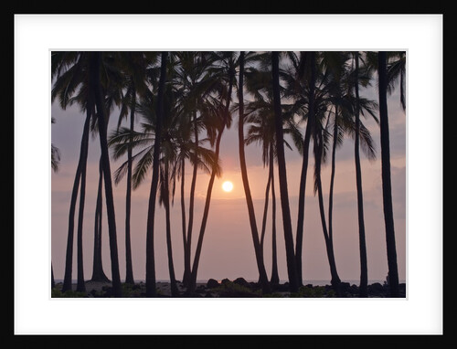 Palm Tree Sunset by Anonymous