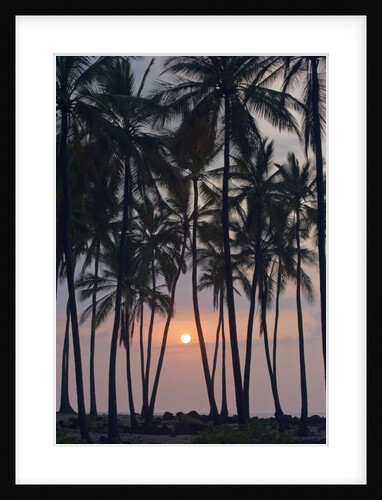 Palm Tree Sunset by Anonymous