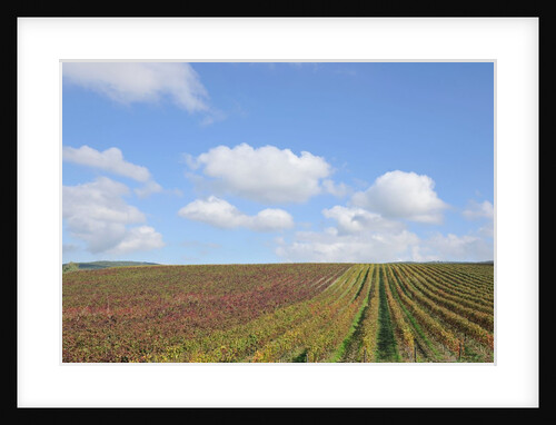 Vineyards near Poggio alle Mura by Anonymous