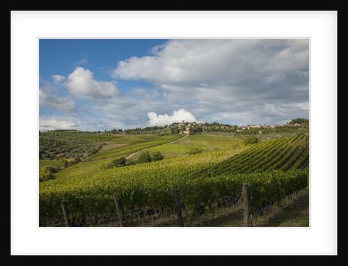 Vineyards near Panzano by Anonymous