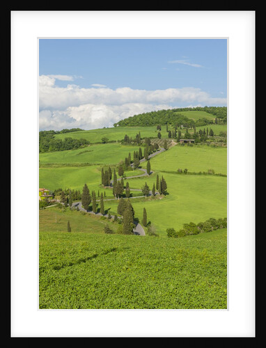 The famous road near Monticchiello by Anonymous