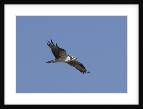 Osprey in flight by Anonymous