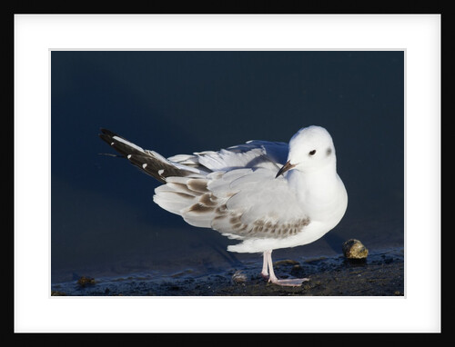 Bonaparte's Gull by Anonymous