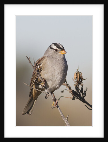 White-Crowned Sparrow by Anonymous