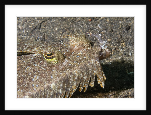 Magnificant Anemone Shrimp cleans a Sole by Anonymous