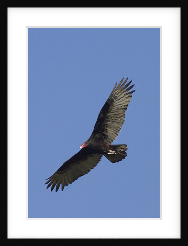 Turkey Vulture in flight by Anonymous