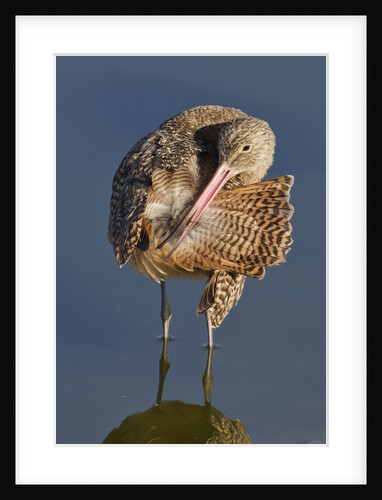 Narbled Godwit grooming by Anonymous