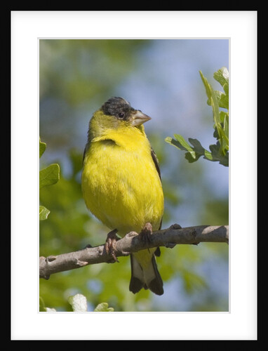 Lesser Goldfinch by Anonymous