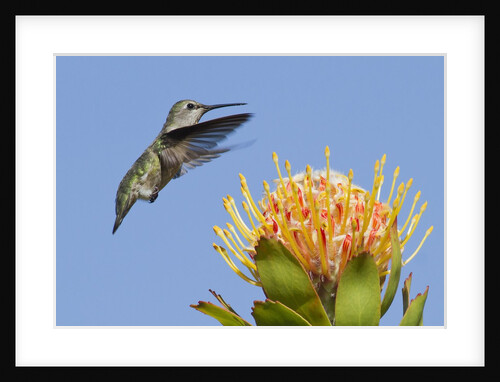 Anna's Hummingbird feeding by Anonymous