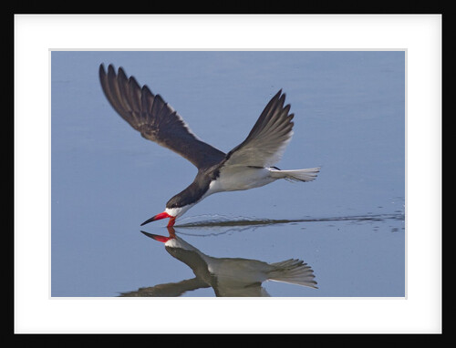 Black Skimmer skimming by Anonymous