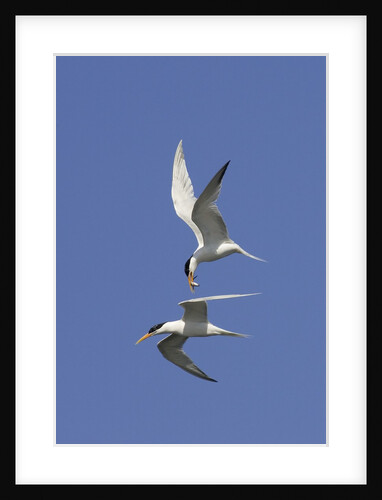 Elegant Terns in flight by Anonymous