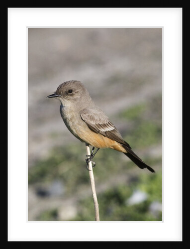 Say's Phoebe by Anonymous