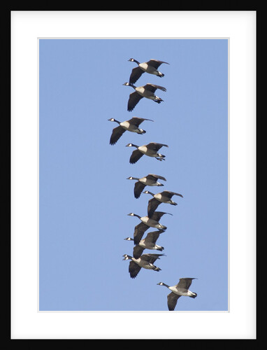 Canada Geese in flight by Anonymous