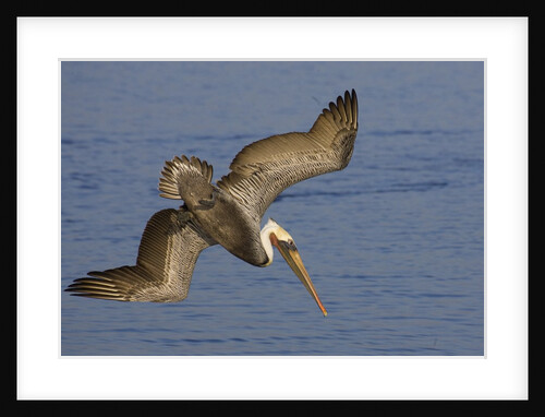 Brown Pelican diving by Anonymous