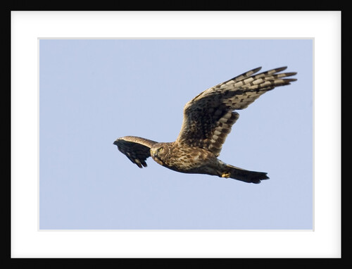Northern Harrier in flight by Anonymous