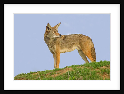 Coyote by Anonymous