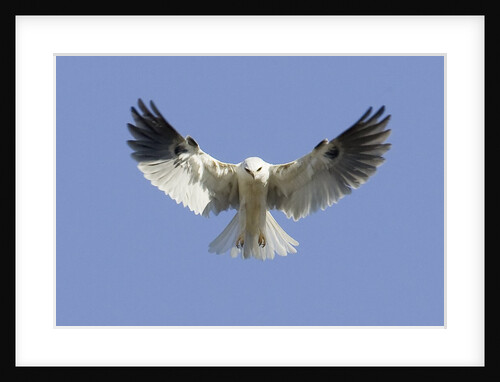 White-Tailed Kite hovering by Anonymous