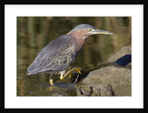 Green Heron hunting by Anonymous