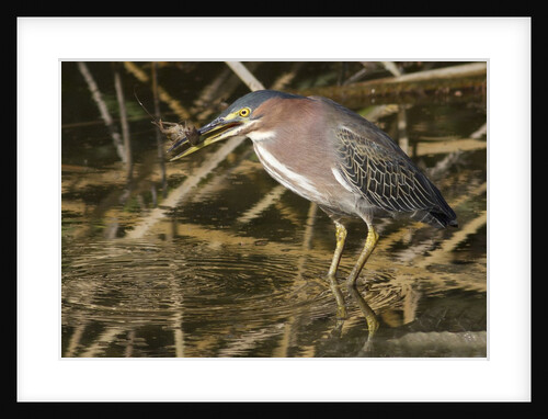 Green Heron catchs a crawfish by Anonymous