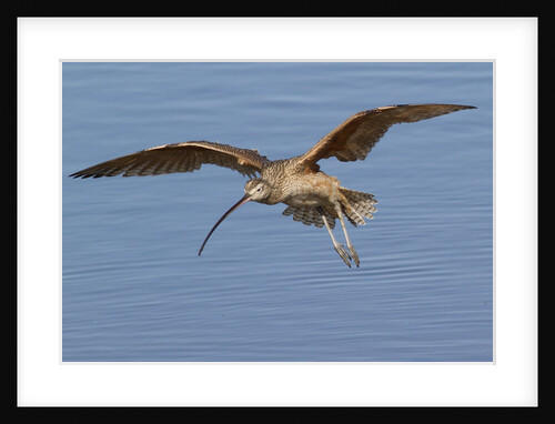 Long-Billed Curlew landing by Anonymous