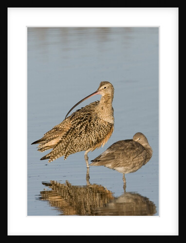 Long-Billed Curlew and Willet resting by Anonymous