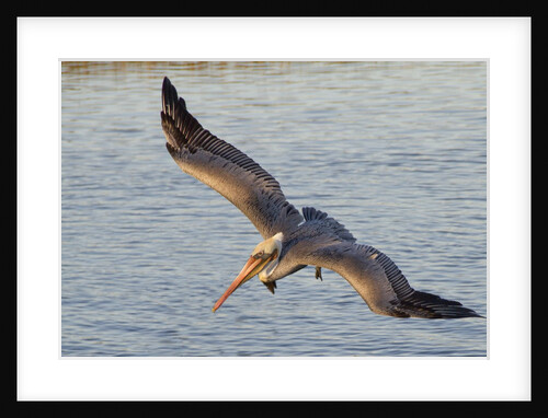 Brown Pelican in breeding plummage flying by Anonymous