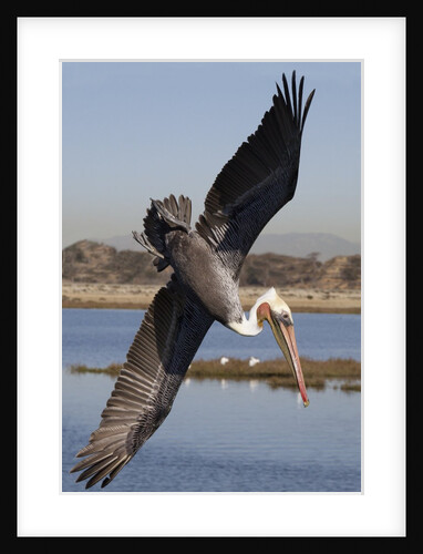 Brown Pelican in breeding plummage dives for fish by Anonymous