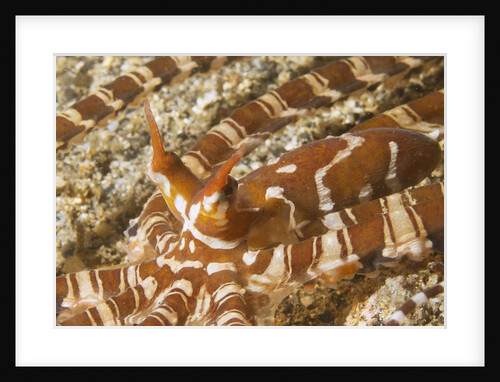 Eyestalks of Wunderpus Octopus by Anonymous