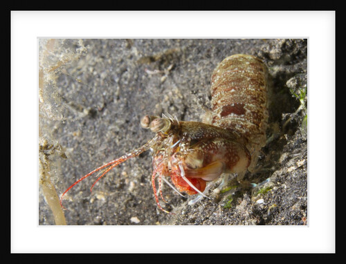 Bumptail Mantis Shrimp by Anonymous