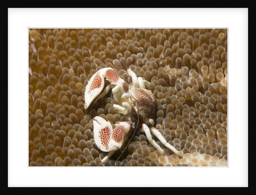 Spotted Porcelain Crab by Anonymous